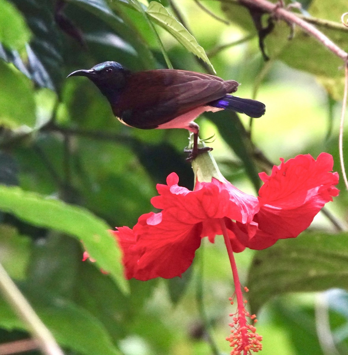 Purple-rumped Sunbird - ML627534954