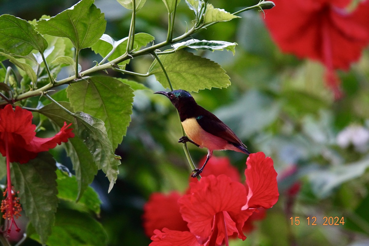 Purple-rumped Sunbird - ML627534955