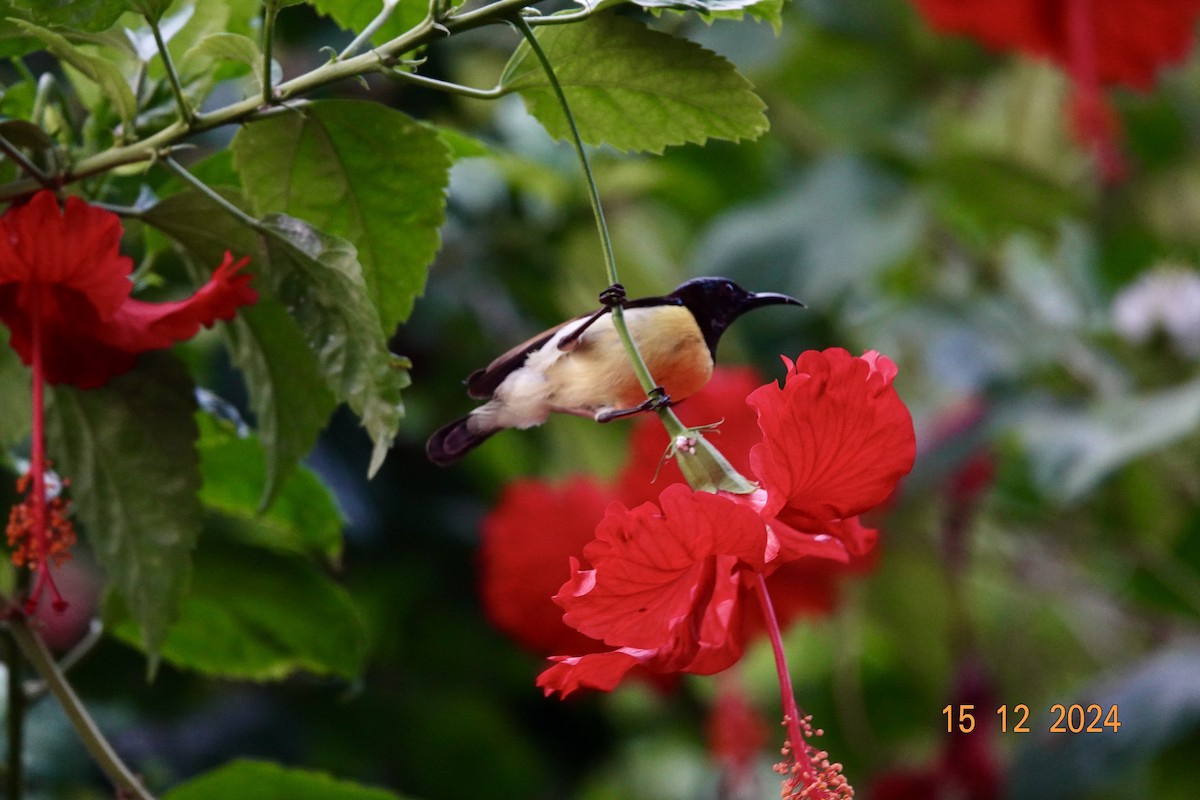 Purple-rumped Sunbird - ML627534956