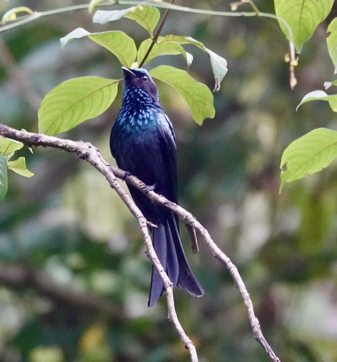 Bronzed Drongo - ML627534966