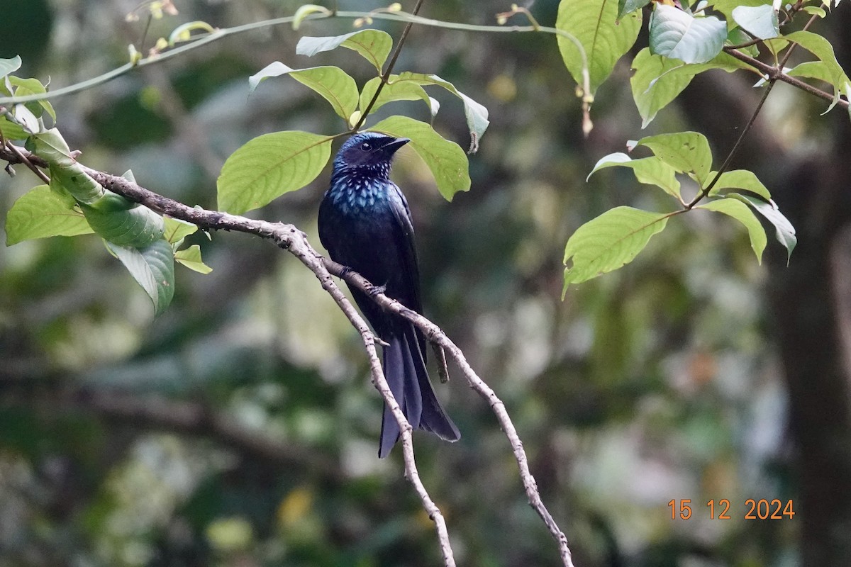 Bronzed Drongo - ML627534967