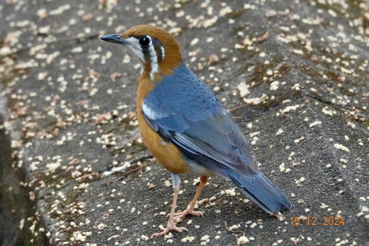 Orange-headed Thrush - ML627534983