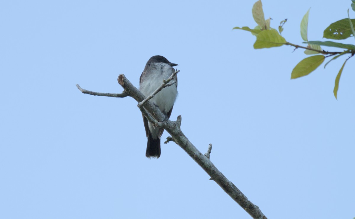 Eastern Kingbird - ML627534985