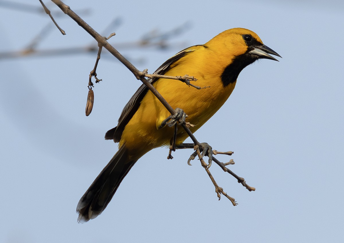 Streak-backed Oriole (Streak-backed) - ML627535041