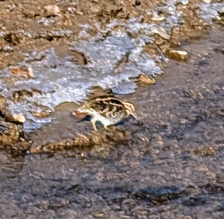 Wilson's Snipe - ML627535043