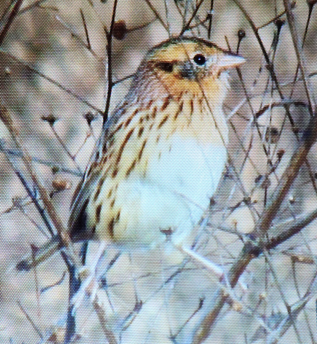 LeConte's Sparrow - ML627535068