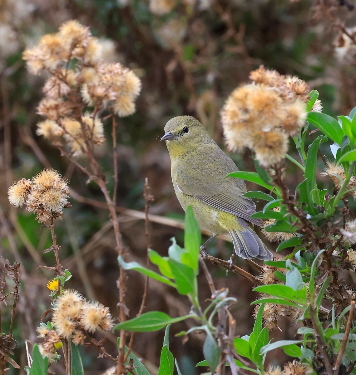 Orange-crowned Warbler - ML627535109