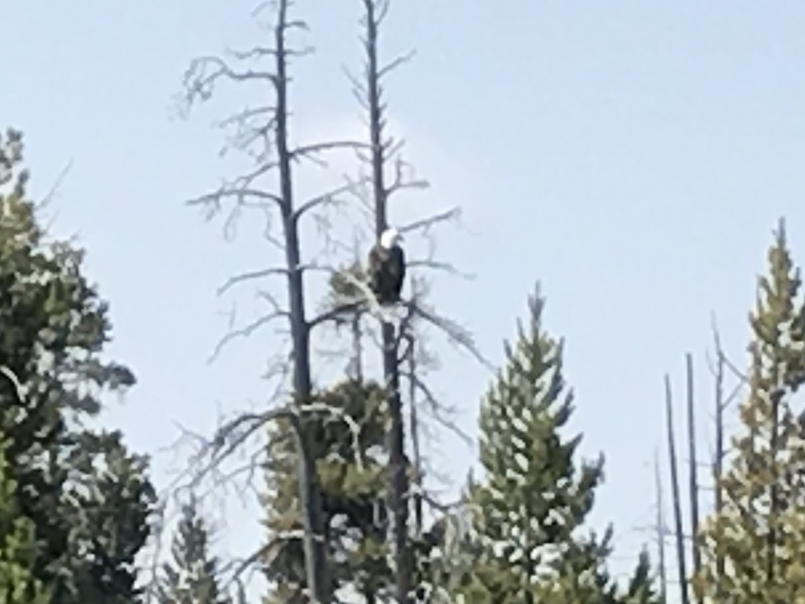 Bald Eagle - ML627535140