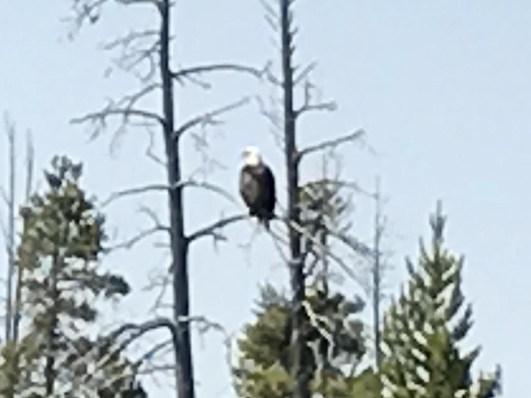 Bald Eagle - ML627535141