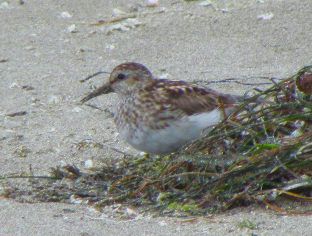 Least Sandpiper - ML627535185