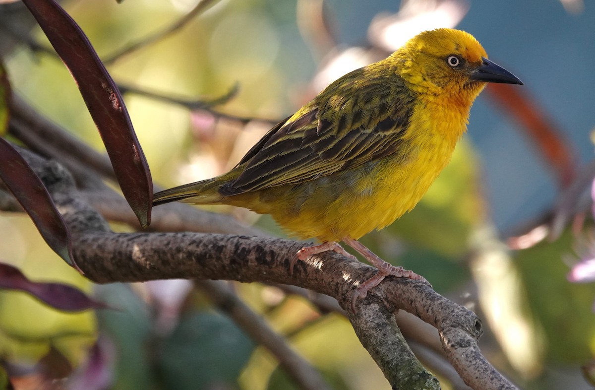 Cape Weaver - ML627535321