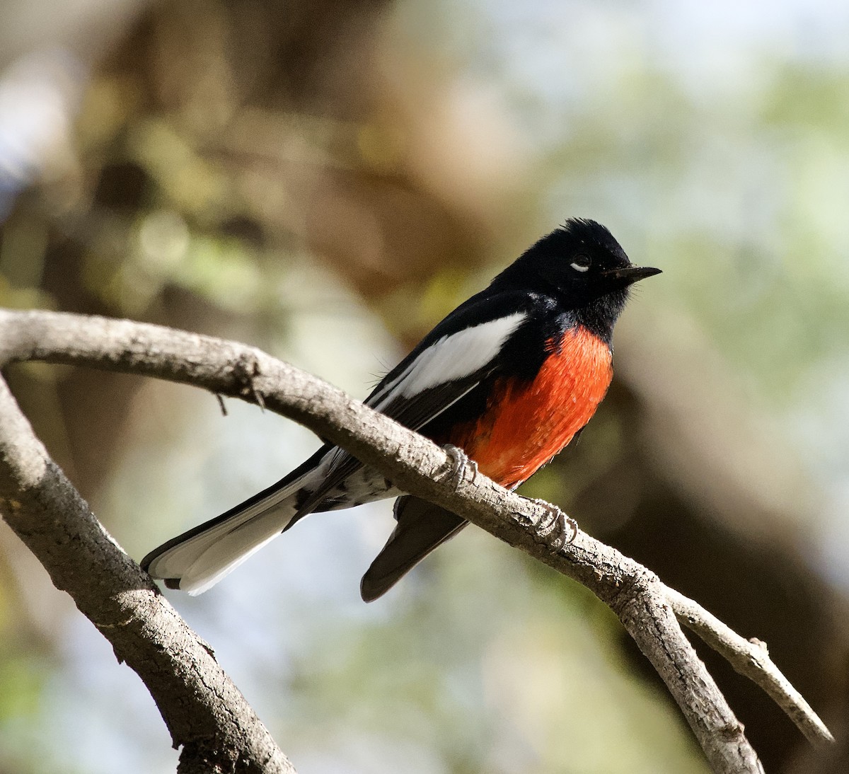 Painted Redstart - ML627535342