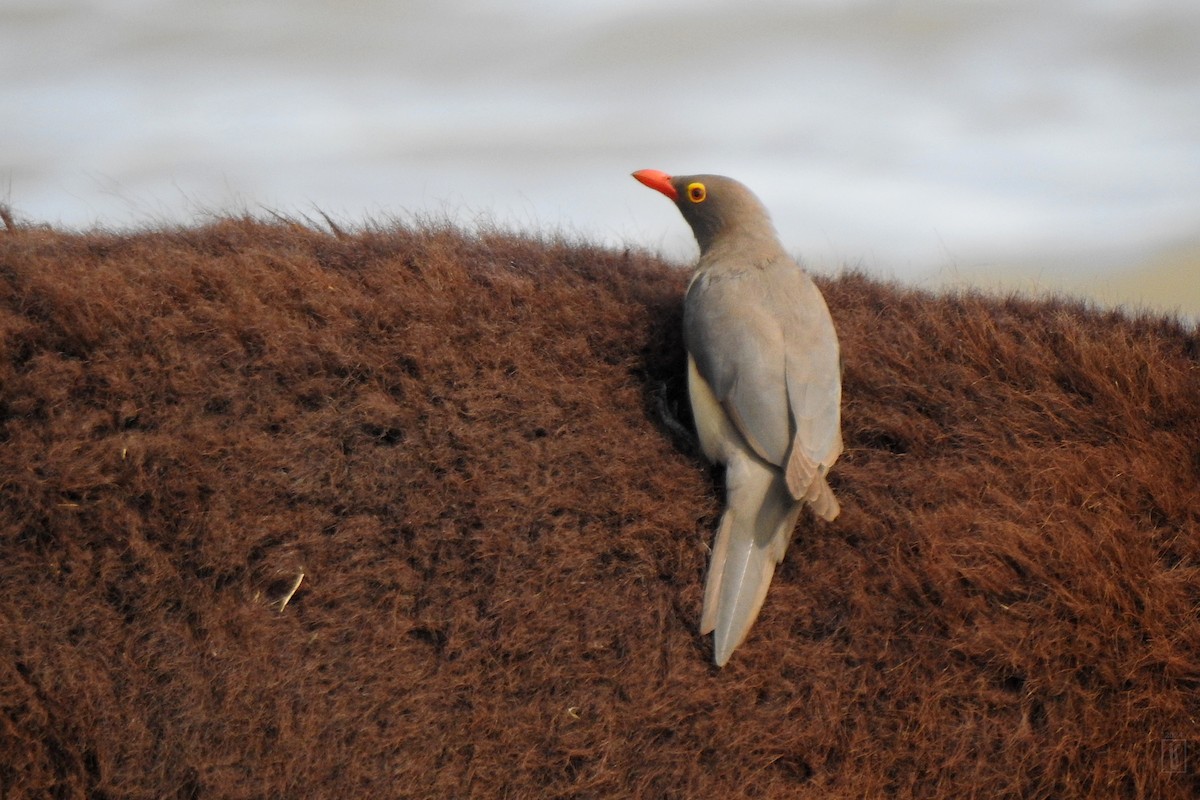 Red-billed Oxpecker - ML627535357