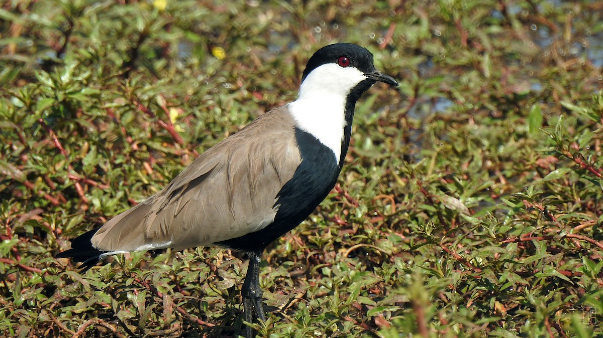 Spur-winged Lapwing - ML627535369
