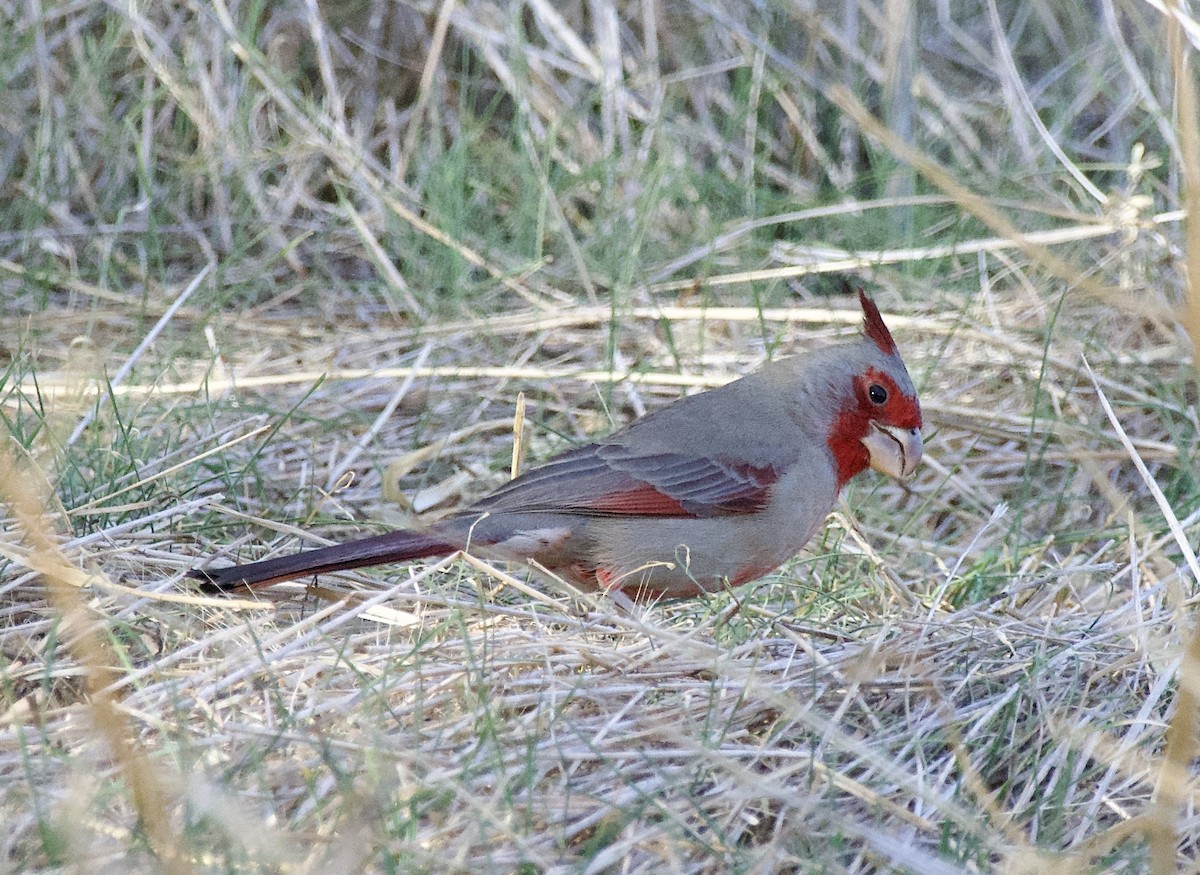 Pyrrhuloxia - ML627535376