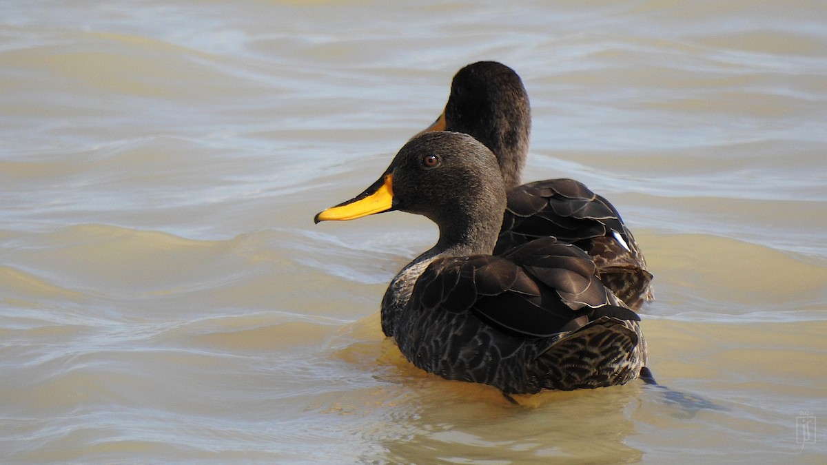 Yellow-billed Duck - ML627535419