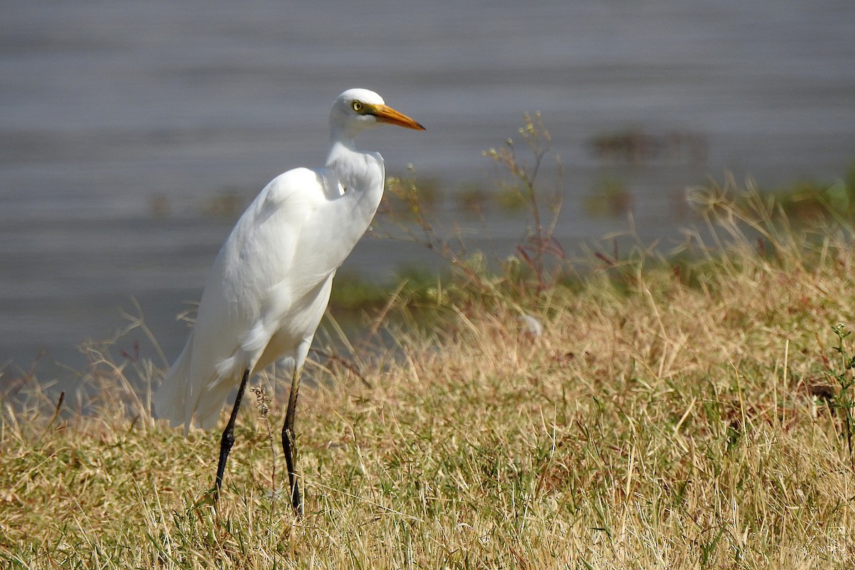 Хурган дэглий - ML627535425