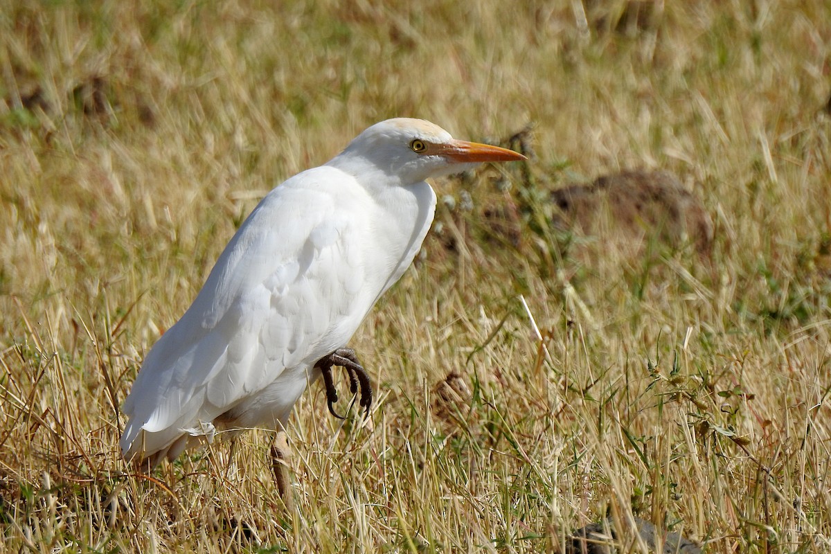 Western Cattle-Egret - ML627535433