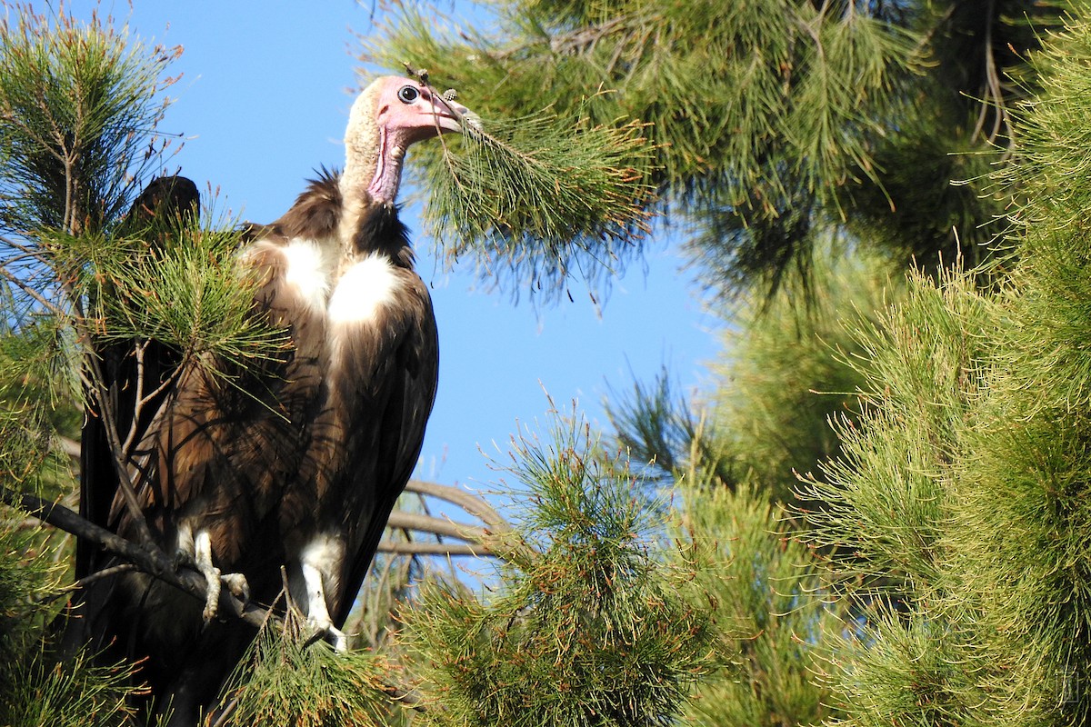 Hooded Vulture - ML627535446