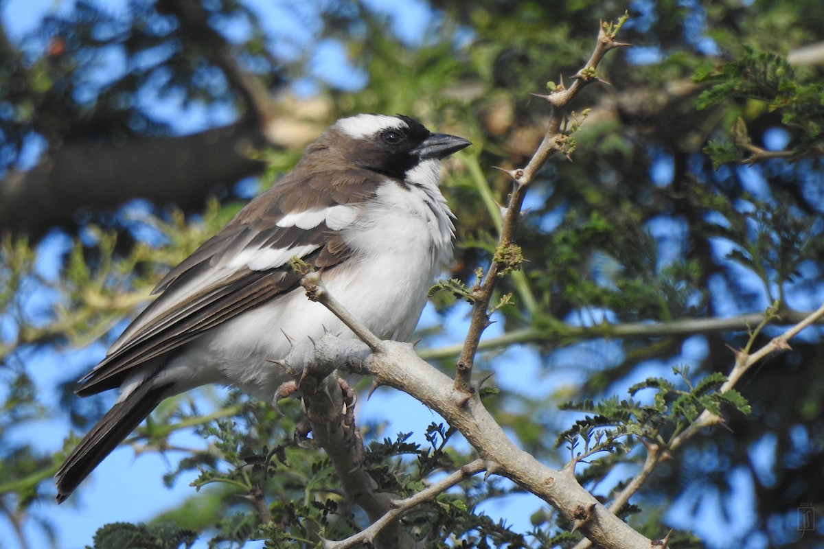 White-browed Sparrow-Weaver - ML627535458