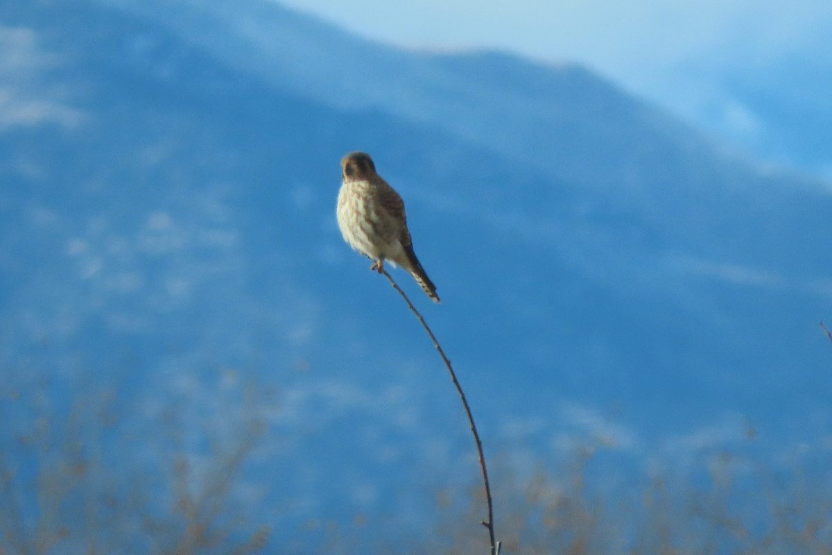 American Kestrel - ML627535494