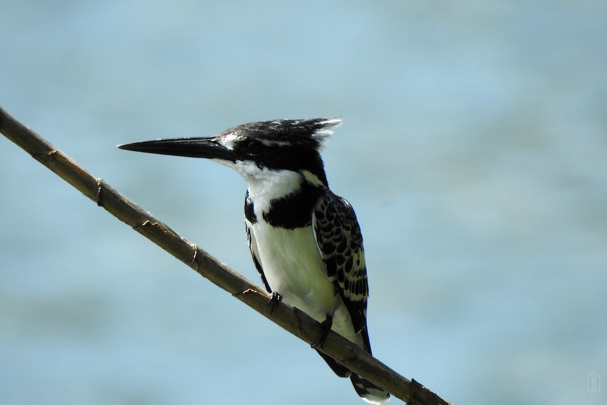 Pied Kingfisher - ML627535528