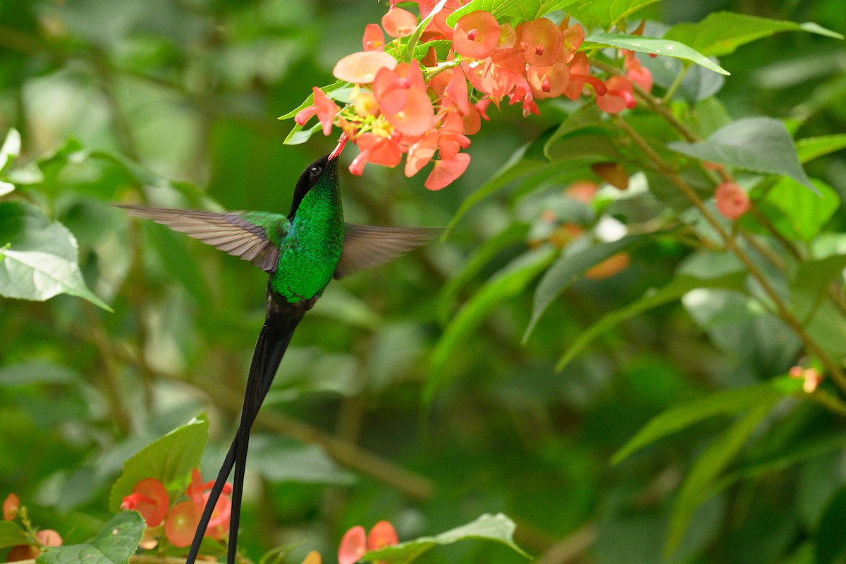 Red-billed Streamertail - ML627535634