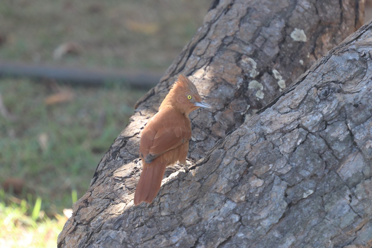 Rufous Cacholote - ML627535770