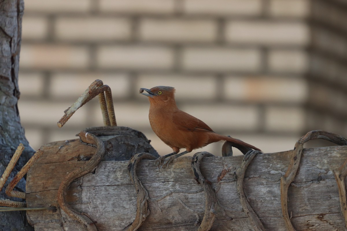 Rufous Cacholote - ML627535798