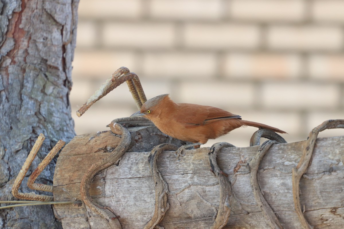 Rufous Cacholote - ML627535816