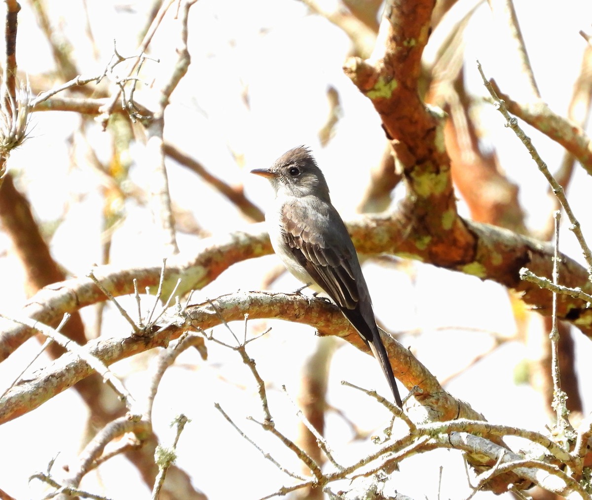 Northern Tropical Pewee - ML627535818