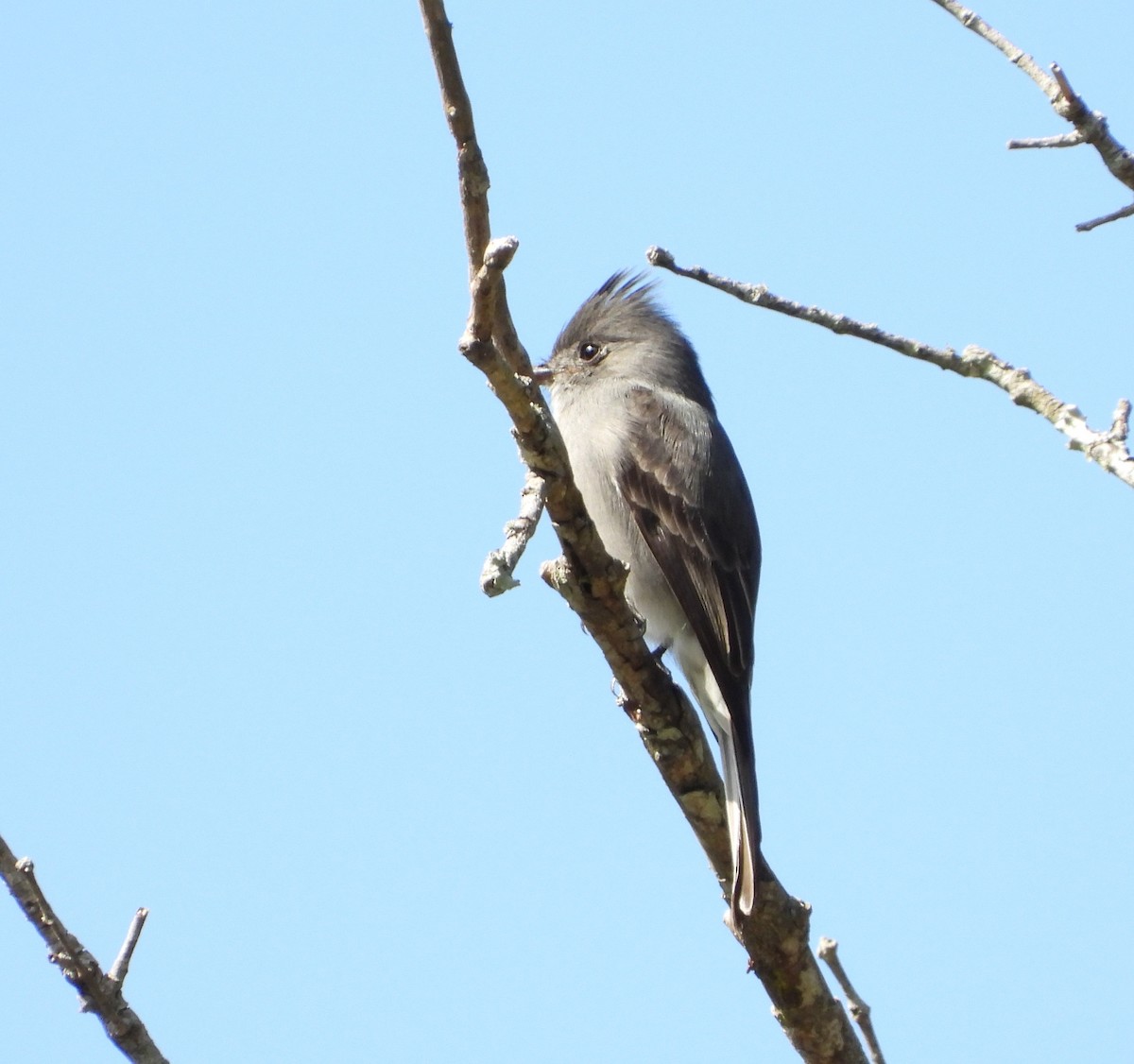 Smoke-colored Pewee - ML627535820