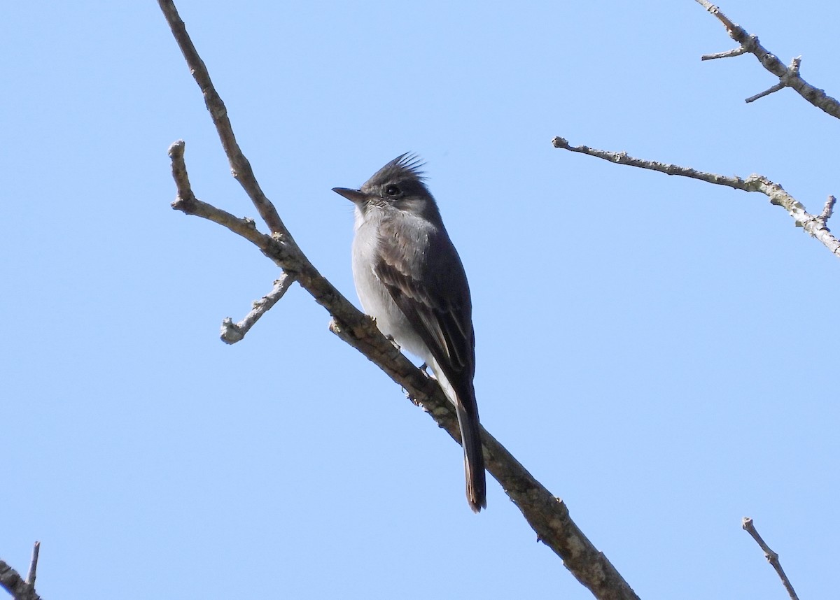 Smoke-colored Pewee - ML627535821