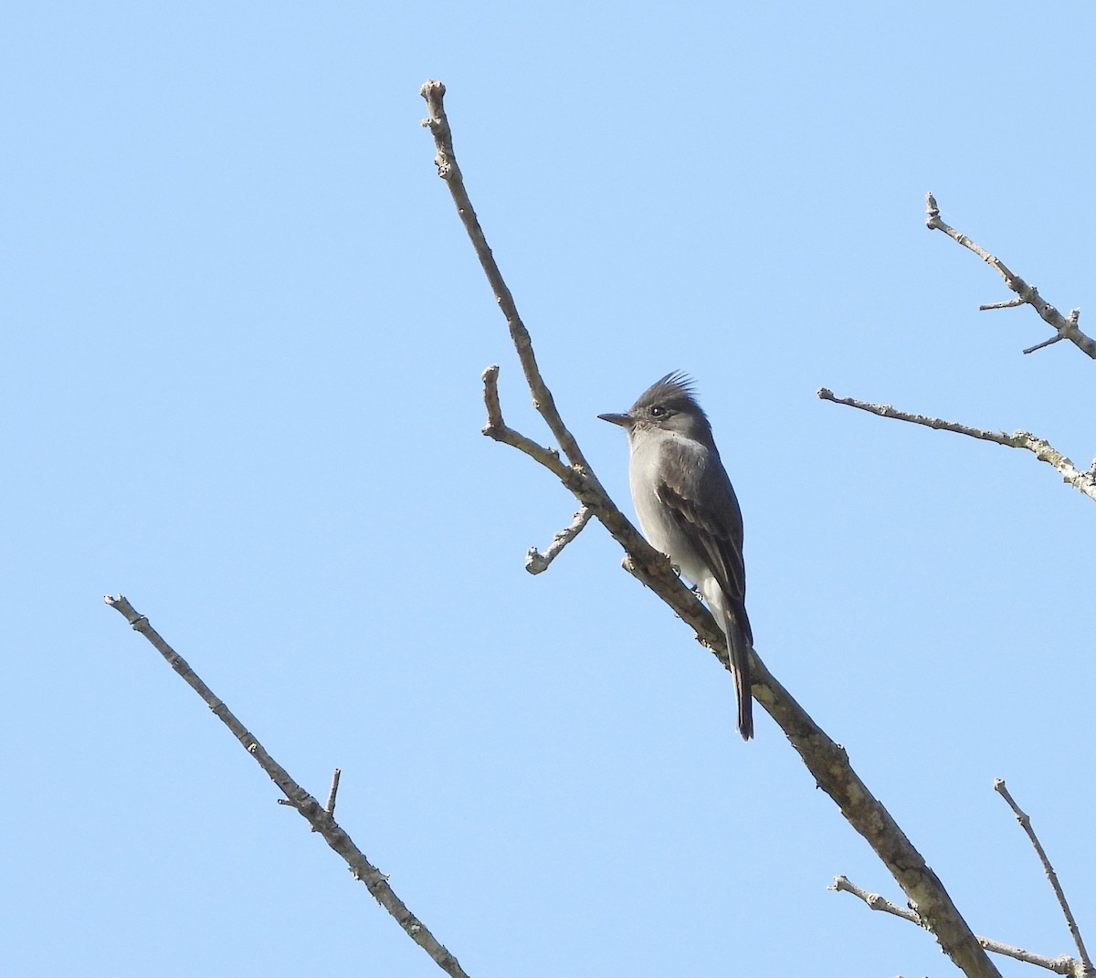 Smoke-colored Pewee - ML627535822