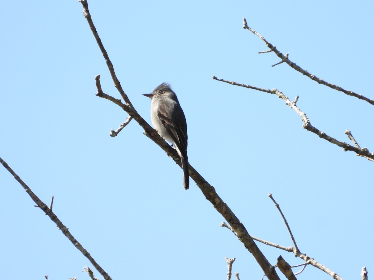 Smoke-colored Pewee - ML627535823