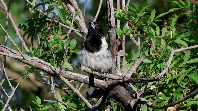 Pied Butcherbird - ML627535915