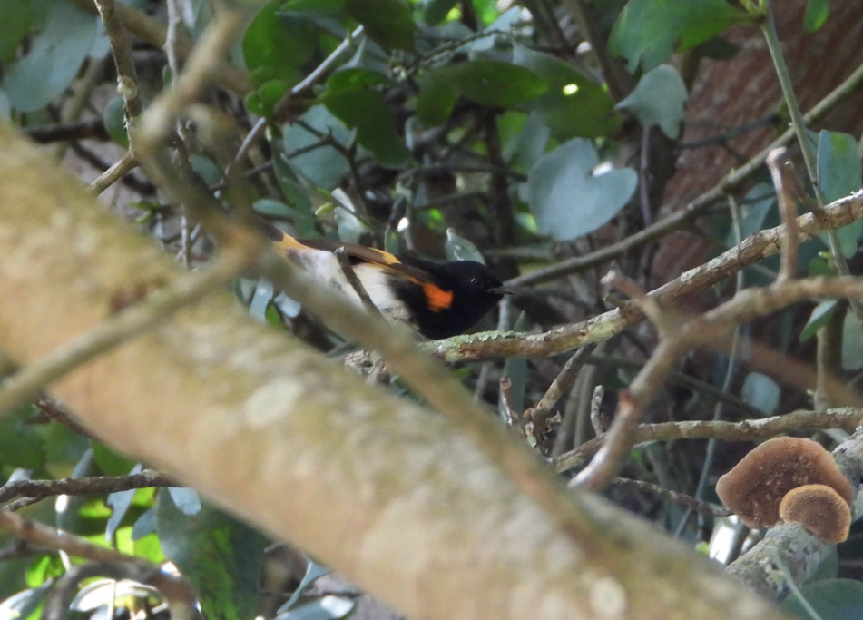 American Redstart - ML627535953