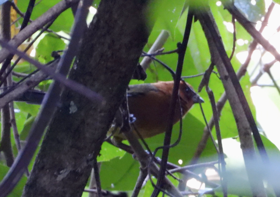 Ochre-breasted Brushfinch - ML627535965