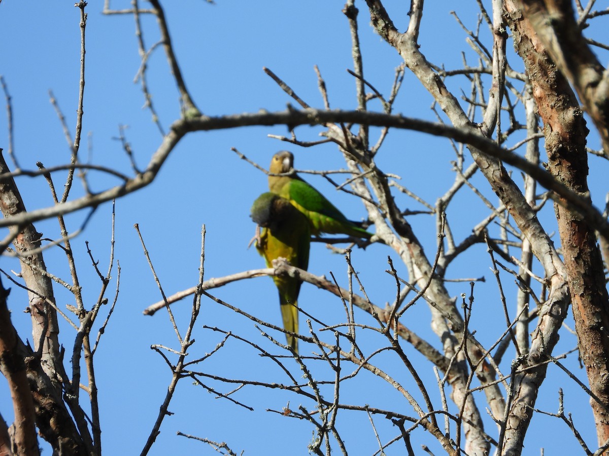 Brown-throated Parakeet - ML627536011