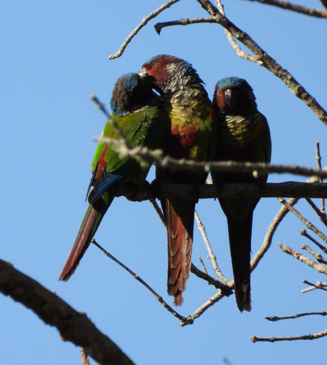 Painted Parakeet - ML627536017