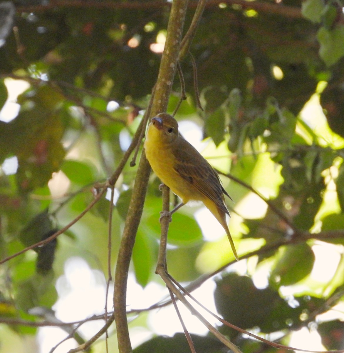 Summer Tanager - ML627536032