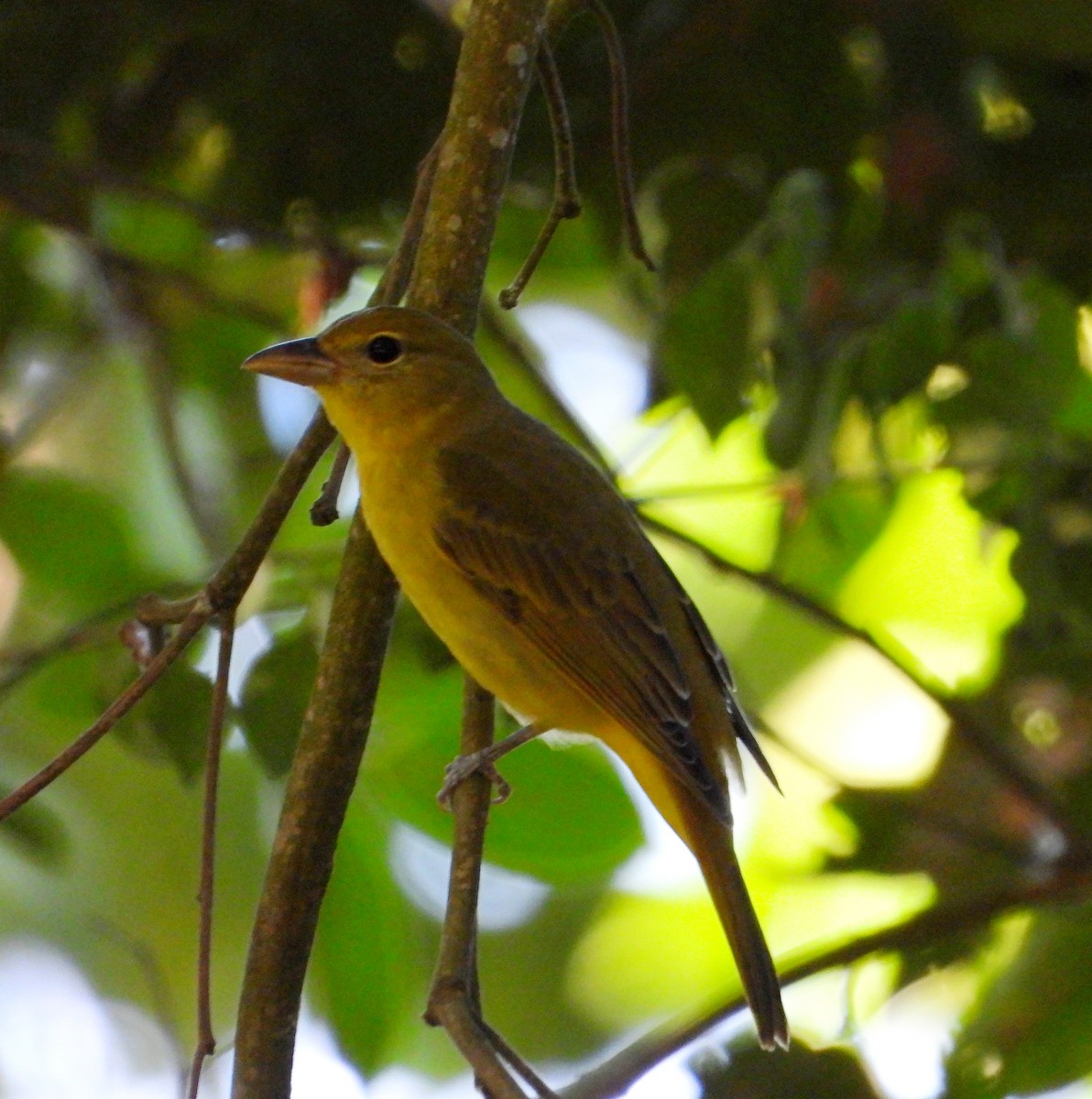 Summer Tanager - ML627536033