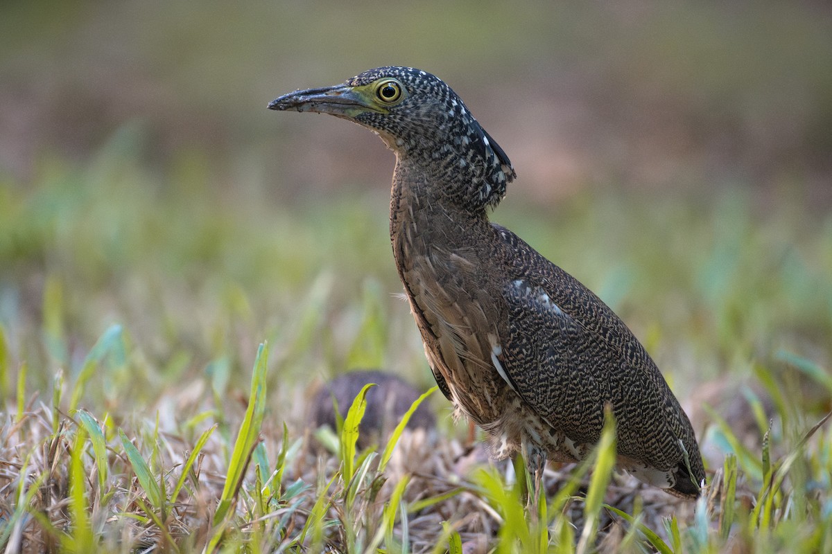 kvakoš indomalajský - ML627536236