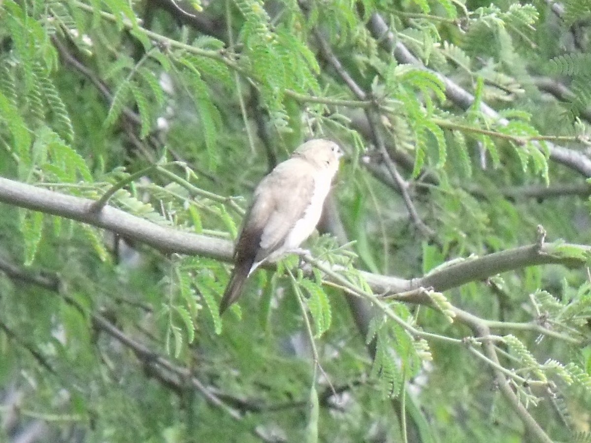 African Silverbill - ML627536262