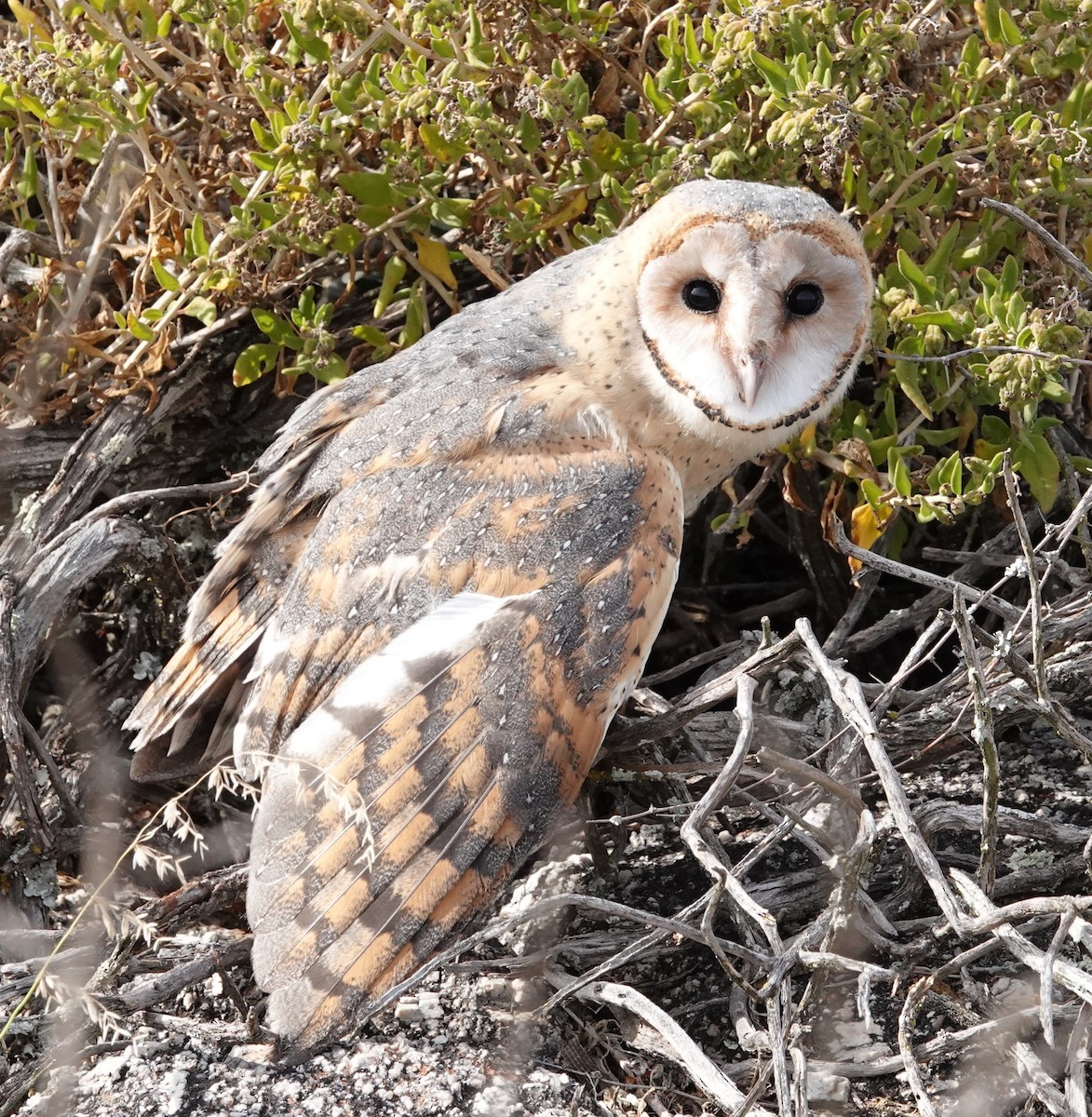 Western Barn Owl (African) - ML627536362