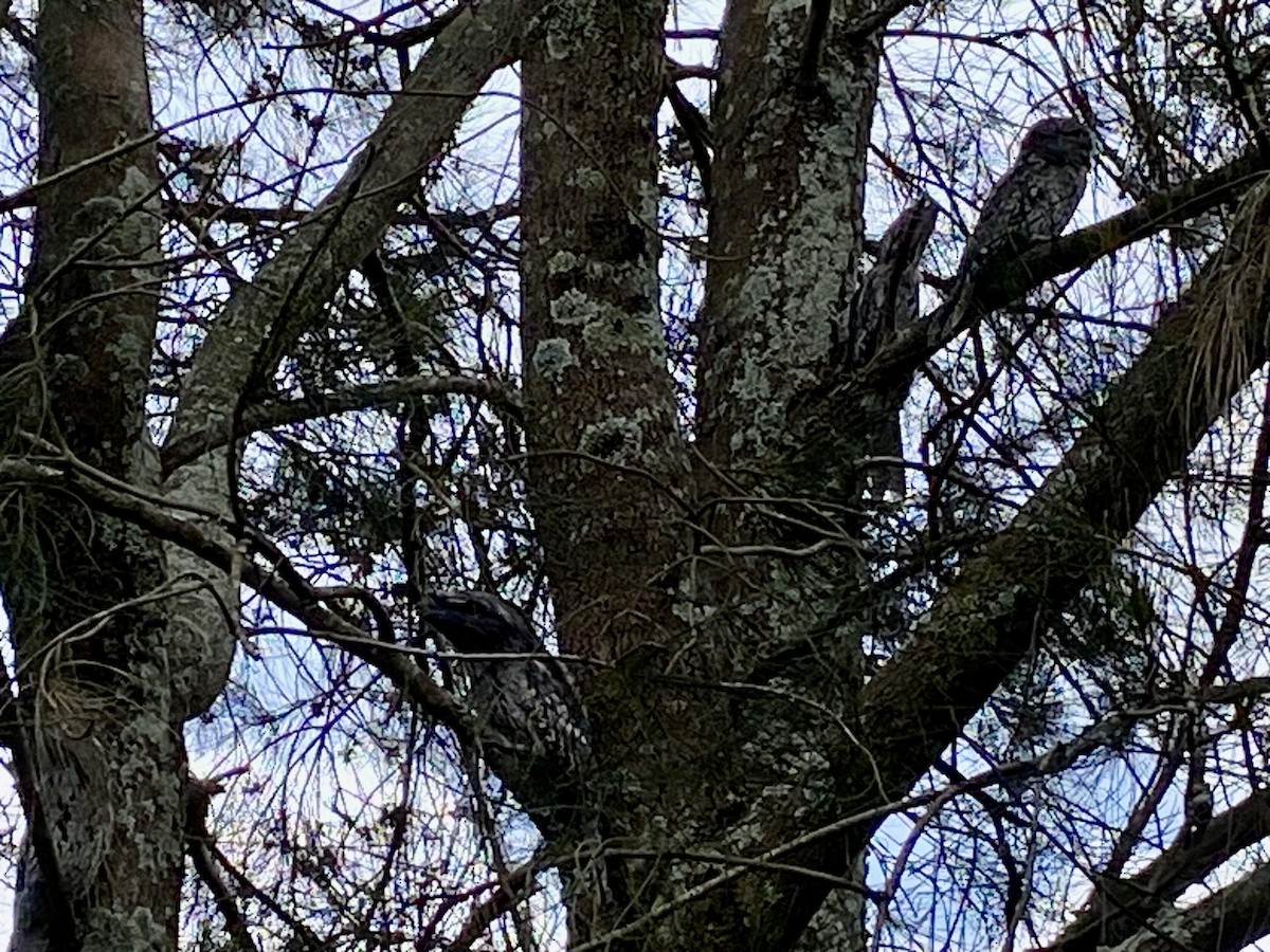 Tawny Frogmouth - ML627536374