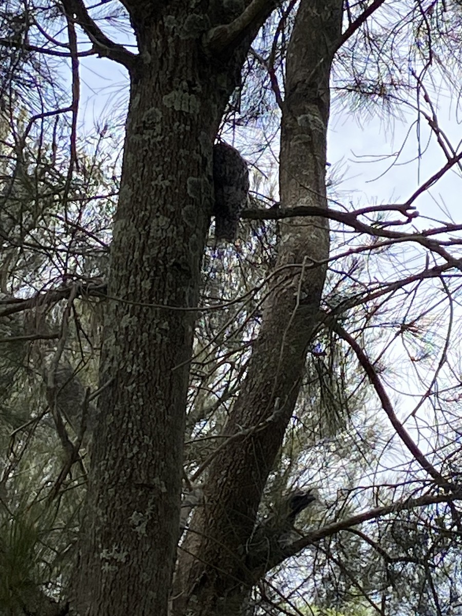 Tawny Frogmouth - ML627536375