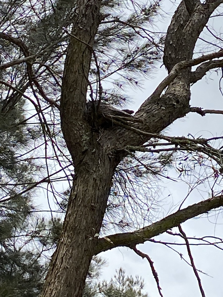 Tawny Frogmouth - ML627536377
