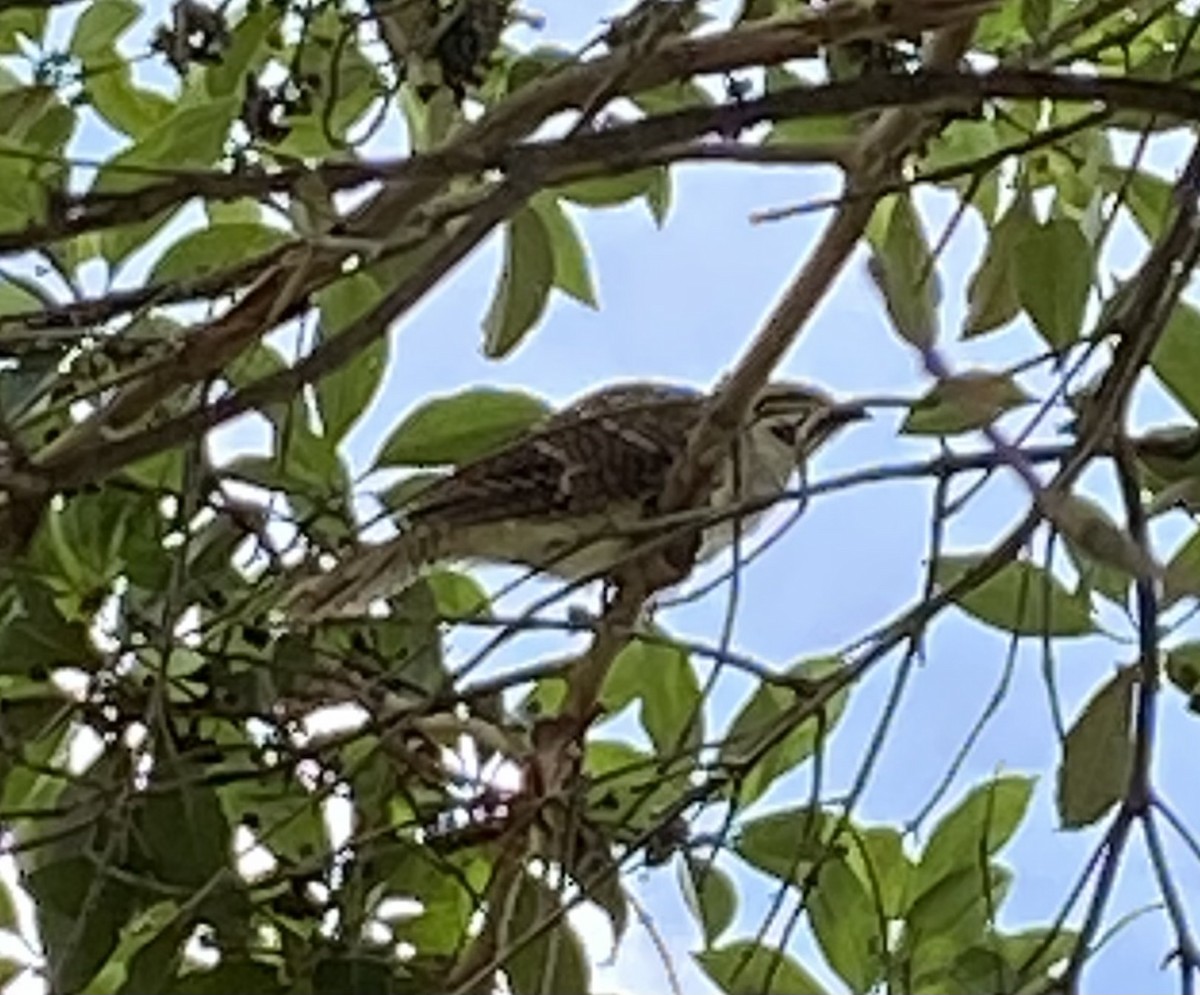 Pacific Koel - ML627536381