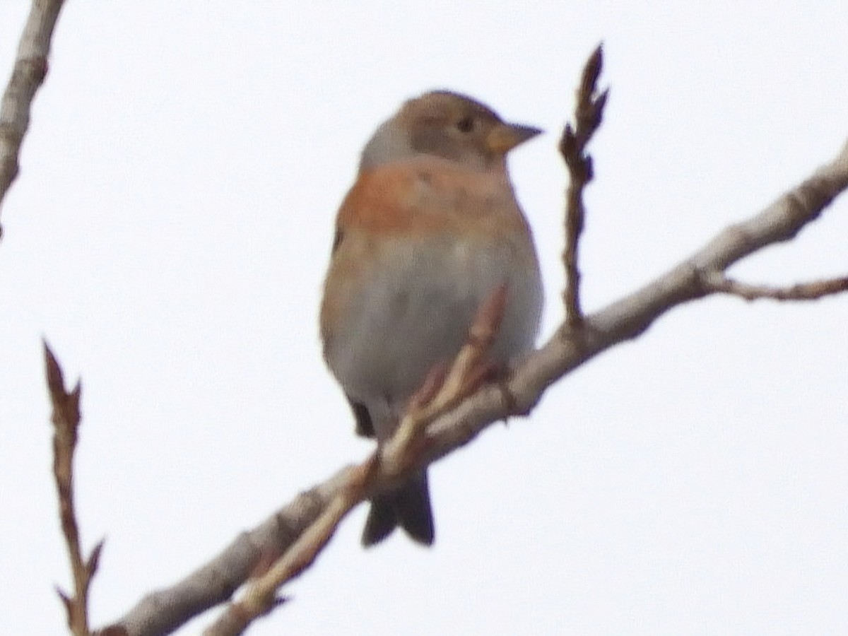 Brambling - ML627536691